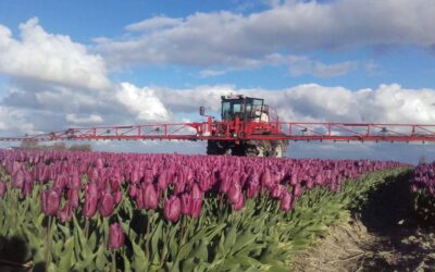 Gewasbescherming tulpen