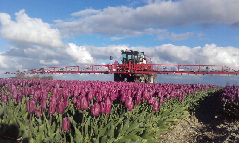 Gewasbescherming tulpen