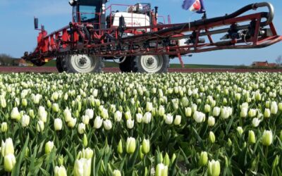 Tulpen uit Ternaard