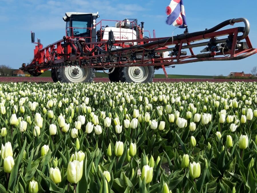 Tulpen uit Ternaard